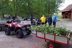 Midsommar_1