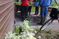 Midsommar_1