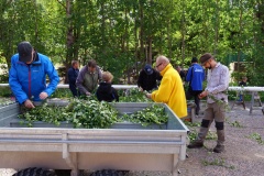Midsommar_1