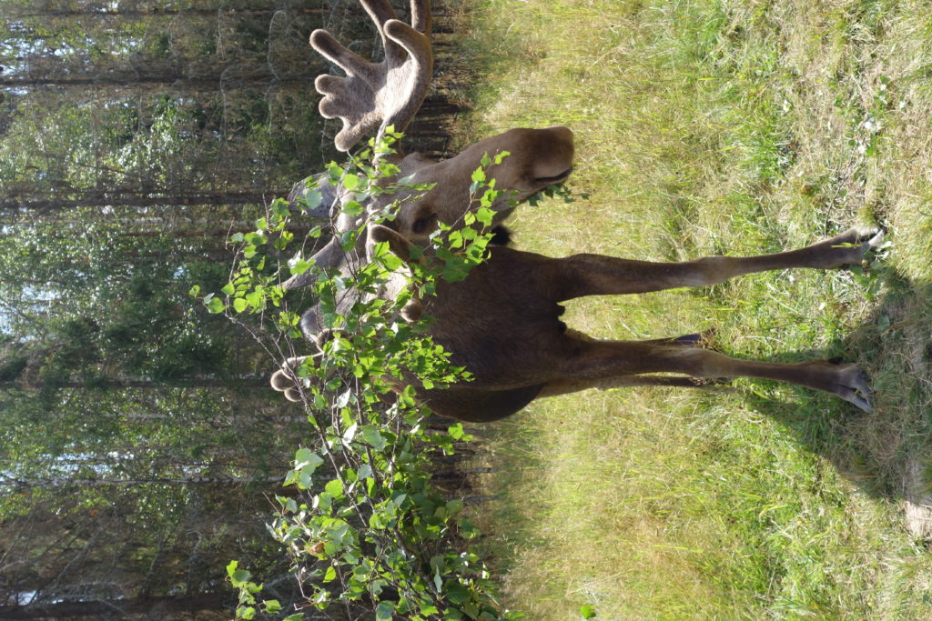 Voir des élans en Suède